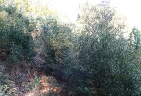 Bueu 32815&nbsp;m²