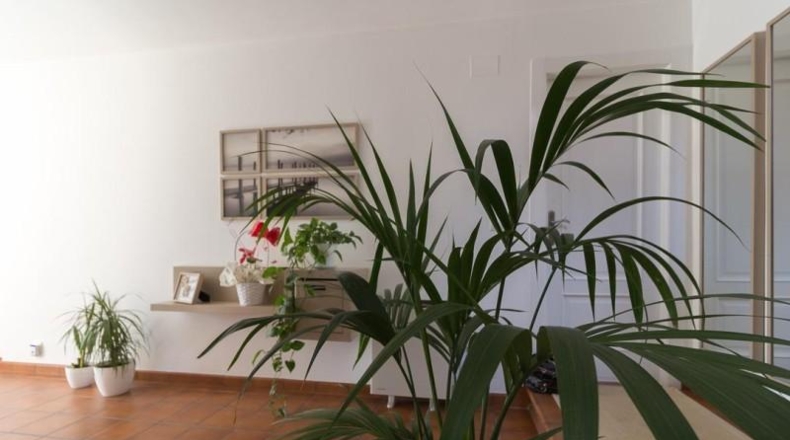 Pontevedra - Campos - 470m2