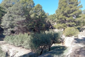 Foto 15