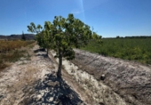 Отдельно стоящий дом с участком на продажу в городе Granja de Rocamora Фото