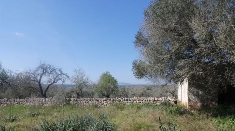Islas Baleares - Costitx - 61793m2