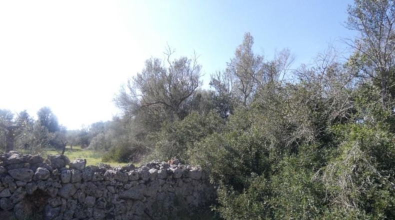 Islas Baleares - Costitx - 61793m2