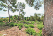 Suelo urbano en venta en la España, Alcúdia, ref: TR113142 foto