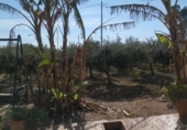 Casa de camp amb terreny en venda a la España, la Ràpita, ref.: TR153892 foto