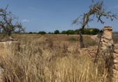 Parcela urbanizable en venta en la España, Campos, ref: TR330142 foto