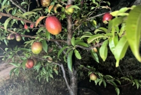 Foto 12