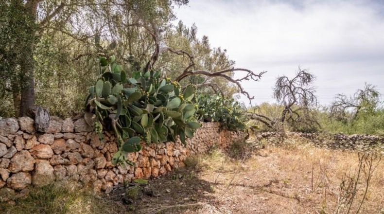 Illes Balears - Costitx - 61906m2