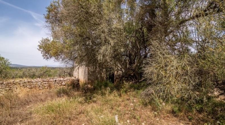 Islas Baleares - Costitx - 61906m2
