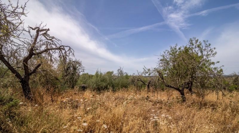 Islas Baleares - Costitx - 61906m2