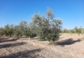 Terreno no urbanizable en venta en la España, Lucena, ref: TR194539 foto