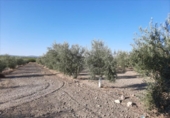 Terreno no urbanizable en venta en la España, Lucena, ref: TR194539 foto