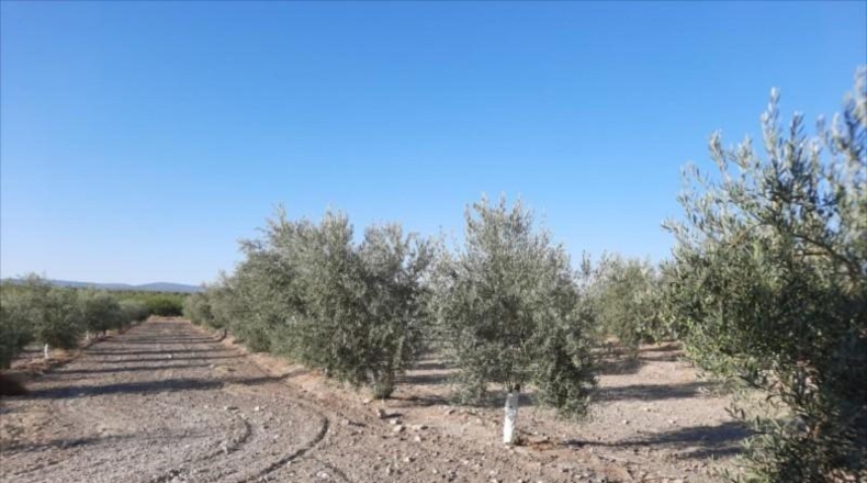 Córdoba - Lucena - 52000m2
