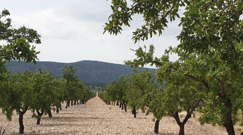 Múrcia - Jumilla - 675000m2