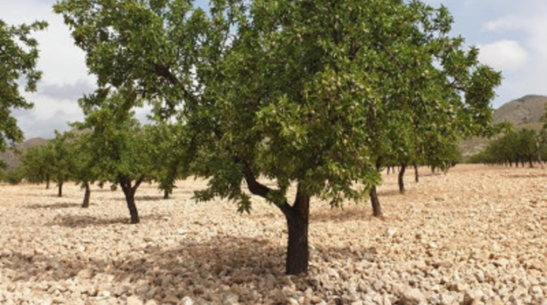 Múrcia - Jumilla - 675000m2