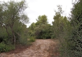 Non-developable land for sale on España, Sencelles, ref: TR363736 photo
