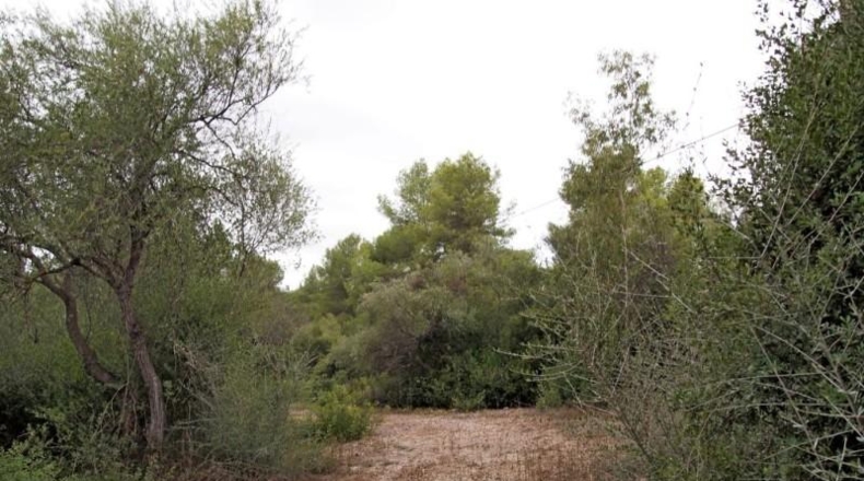 Illes Balears - Sencelles - 54000m2