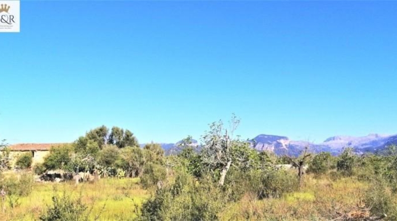 Islas Baleares - Binissalem - 44000m2