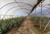 Xalet independent amb terreny en venda a la España, Encinarejo de Córdoba, ref.: TR143295 foto