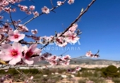 Chalet independiente con terreno en venta en la España, Ibi, ref: TR157128 foto