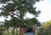Detached villa with land for sale on España, Torrevieja, ref: TR390237 photo