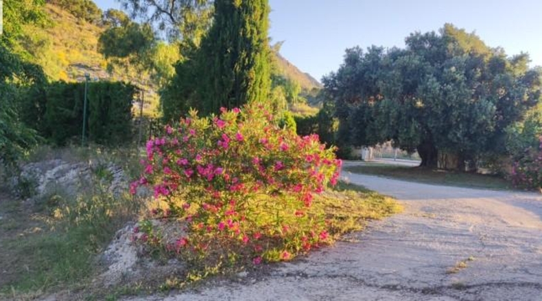Alicante - Dolores - 159951m2