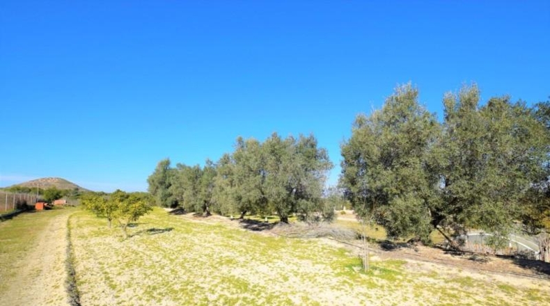 Аликанте - Guardamar del Segura - 9917m2