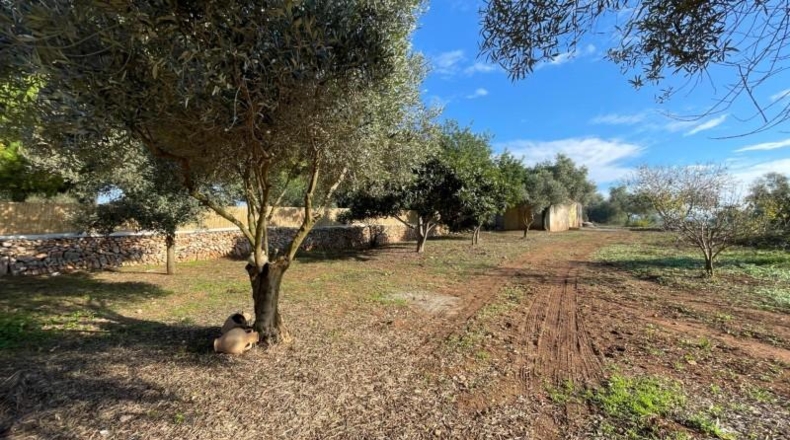Islas Baleares - Manacor - 8541m2