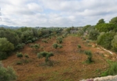 Detached villa with land for sale on España, Manacor, ref: TR366533 photo