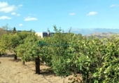 Casa de campo con terreno en venta en la España, Coín, ref: TR352599 foto