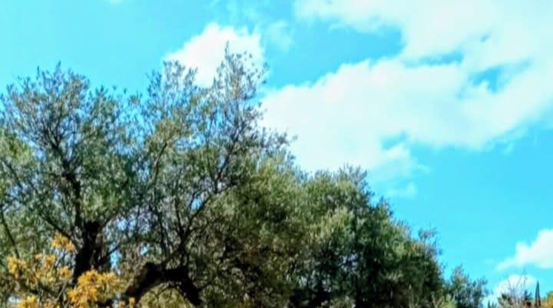 Málaga - Coín - 22349m2