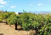 Casa amb terreny en venda a la España, Coín, ref.: TR352852 foto