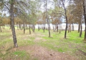 Chalet independiente con terreno en venta en la España, Arenas del Rey, ref: TR374038 foto