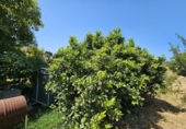 Detached villa with land for sale on España, Casares, ref: TR334463 photo
