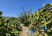 Detached villa with land for sale on España, Casares, ref: TR334463 photo