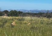 Parcela urbanizable en venta en la España, Petra, ref: TR116494 foto