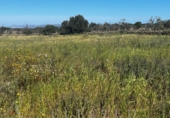Parcela urbanizable en venta en la España, Petra, ref: TR116494 foto