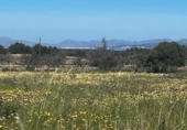 Parcela urbanizable en venta en la España, Petra, ref: TR116494 foto