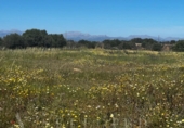 Parcela urbanizable en venta en la España, Petra, ref: TR116494 foto