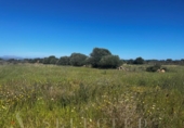 Parcela urbanizable en venta en la España, Petra, ref: TR116494 foto