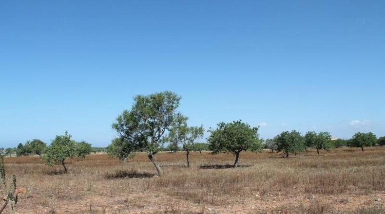 Balearic Islands - Сантаньи - 150000m2