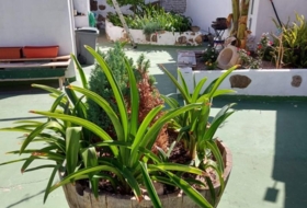 Foto 10
