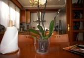 Chalet independiente con terreno en venta en la España, Alegría, ref: TR153843 foto