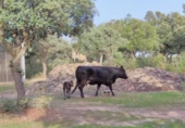 Granja en venda a la España, Galapagar, ref.: TR304533 foto