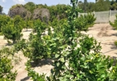 Land suitable for development for sale on España, Tavernes de la Valldigna, ref: TR314200 photo