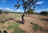 Suelo urbano en venta en la España, Palma, ref: TR353661 foto