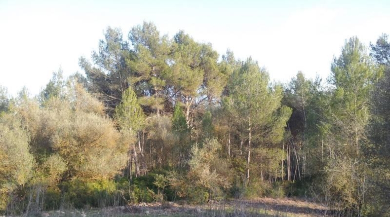 Barcelona - Olivella - 600000m2
