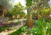 Casa de pueblo en venta en la España, Campanet, ref: TR388087 foto