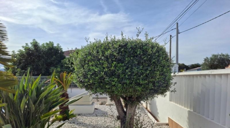 Valencia - Oliva - 1350m2