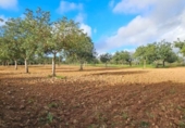 Terreno no urbanizable en venta en la España, Santa Eugènia, ref: TR366479 foto