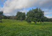Terreno no urbanizable en venta en la España, Santa Eugènia, ref: TR366479 foto